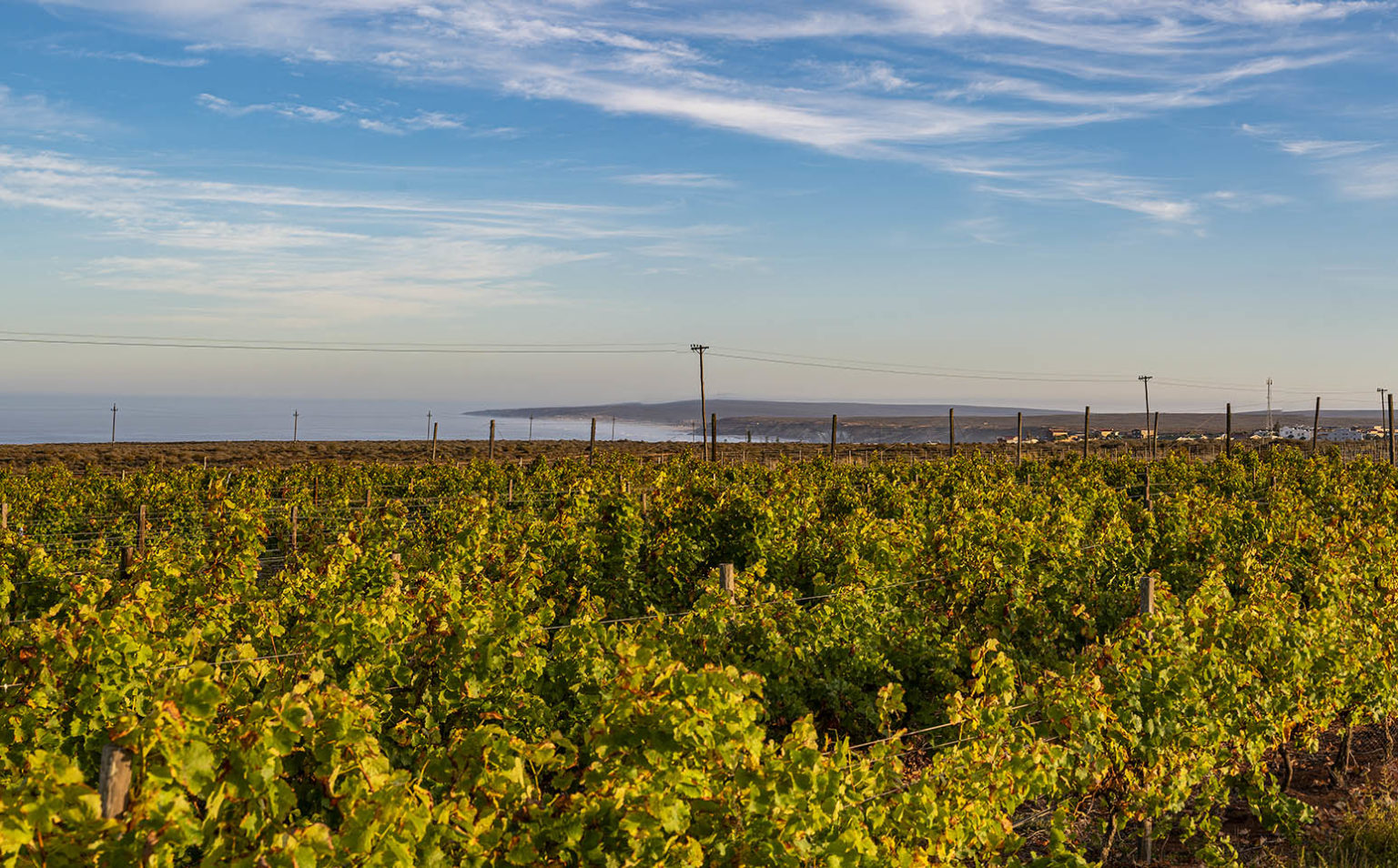 Fryers Cove Wines DGB South Africa