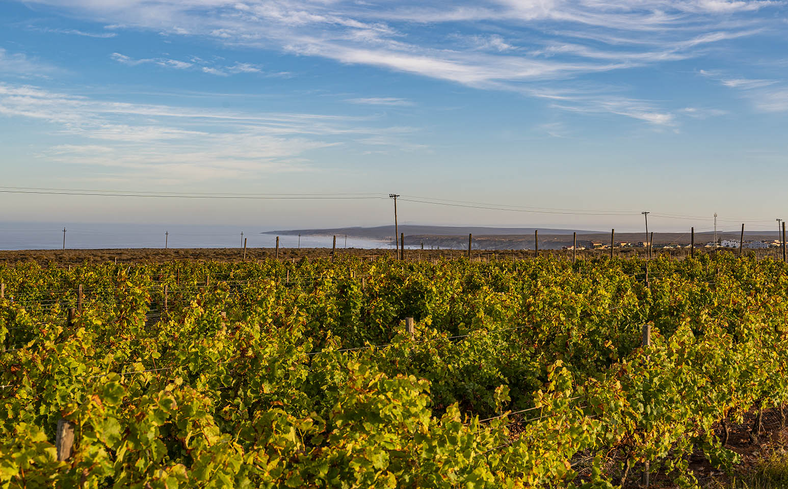 Fryers Cove Wines DGB South Africa